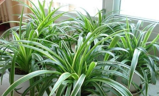 李大姐养吊兰，专用“土法”养，养出“白玉”根，叶还宽！