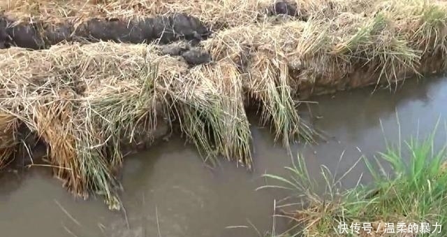 现在还有这种农田？扒开草皮，烂泥里一群野鱼，轻松抓一盆