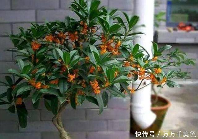 室内|冬季养桂花,只需给它做4点,叶片油绿不焦枯,冬季也能蹭蹭长
