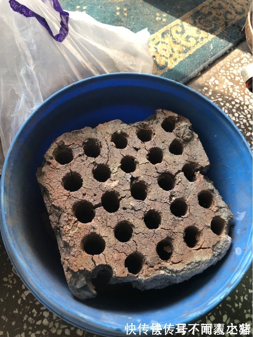 木炭|花盆里垫点小东西,大大增加透气性,养花不烂根!