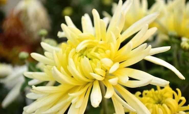 肝损伤|菊花和它一起泡，净五脏， 排毒素，视力越来越好，肝更健康