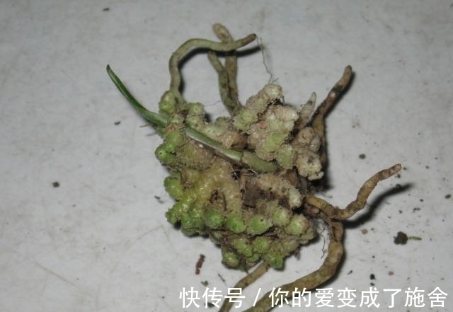 兰花“龙根”和“龙蛋”有啥区别，龙根苗如何养护？总算涨见识了