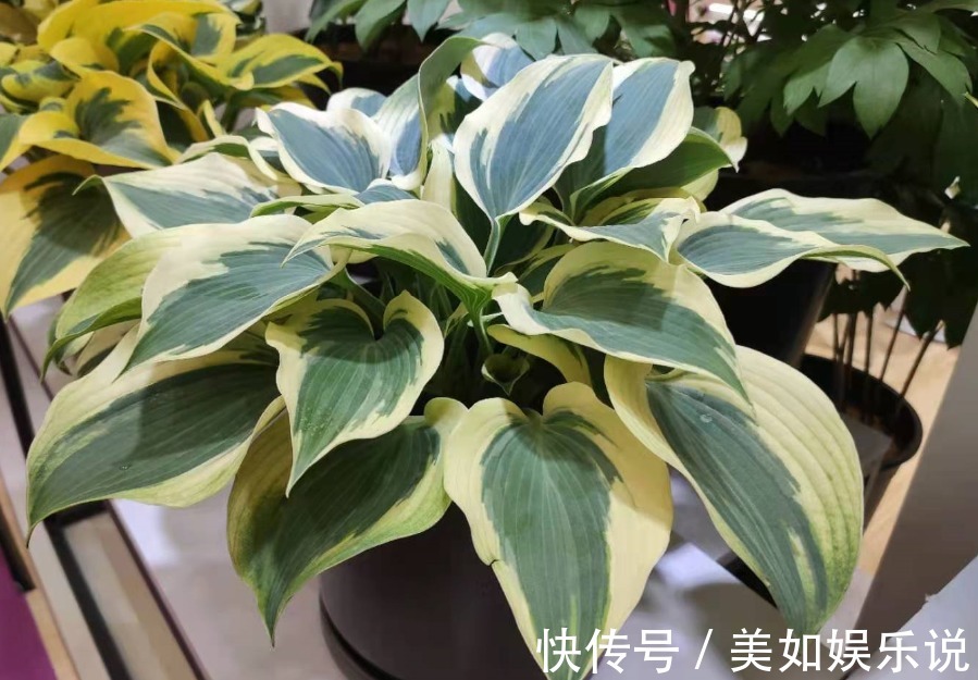 花土别再乱买了!搞不清养花环境,再好的土也烂根,自己配制最好