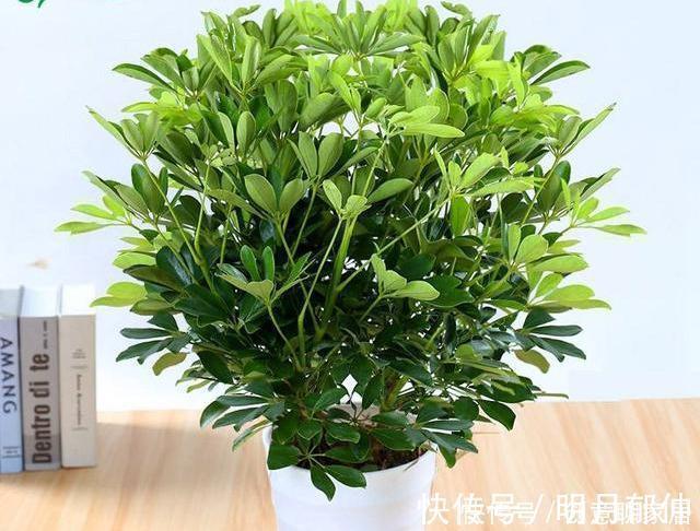 不管你养不养花，3种花，总要养1盆，能缓解疲劳，还能杀病菌