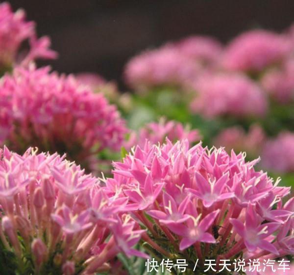 霜降过后,庭院种上这几种花,越冷越艳丽,寓意富贵吉祥招财四海