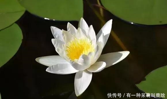 邻居捡破烂养花,全家都反对,栽上花后都笑了!