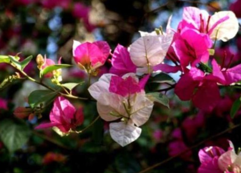 “绿叶双色”三角梅,开花只有一种色教你“2招”,开出多色花