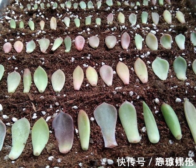 长寿花|只要一片叶子就能插活的花,有3种,繁殖了一盆又一盆