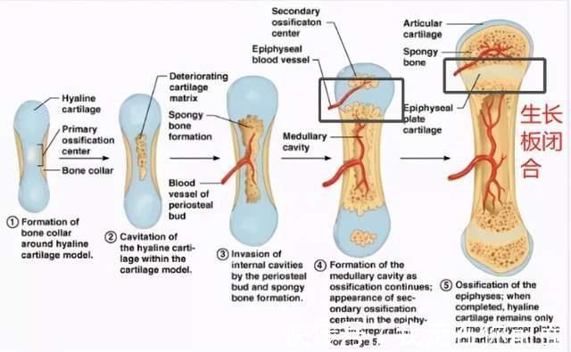 长高|孩子能不能长高,与骨龄有很大关系,要给孩子定期测量