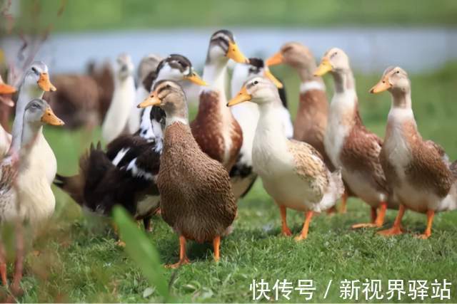 营养|初秋第一补!清热润燥,营养丰富,吃法还有讲究!