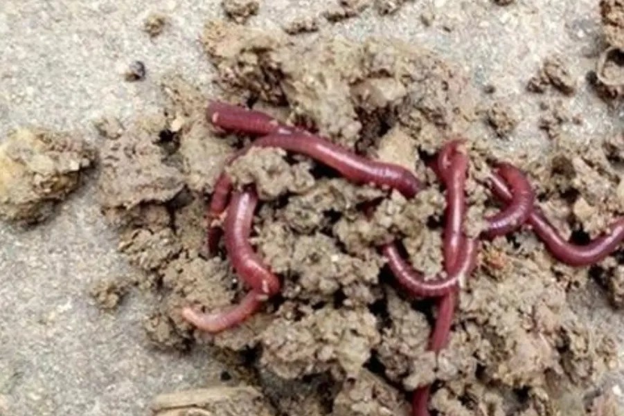 气温低,传统钓根本不管用?二十年老司机倾囊相助,大板鲫特好钓