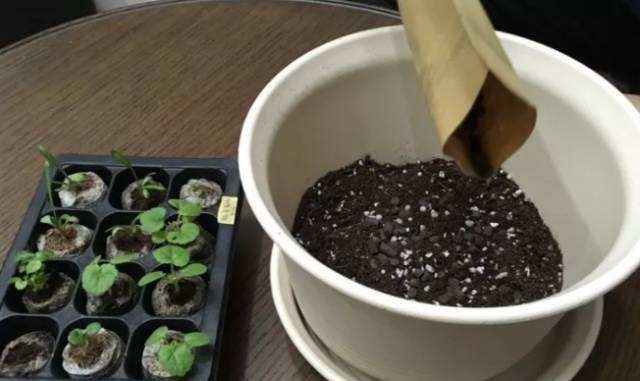 即将度夏成功想得太简单了，别让花毁在秋老虎手里！