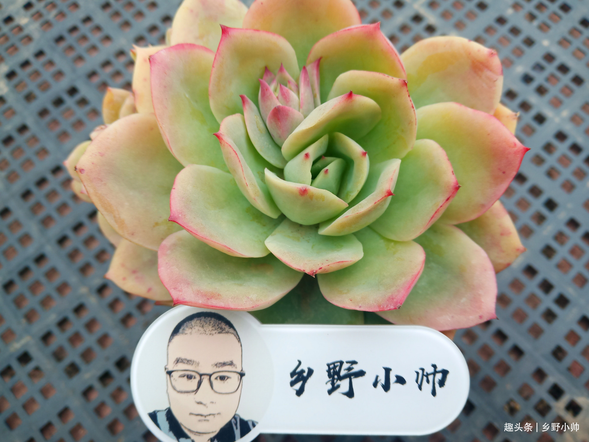 生长季|想要多肉长大,注意不要做这几点,肉肉不仅大状态也美