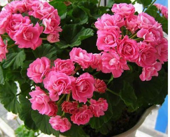 3种花花期最长,一次能开30朵,铺天盖地的花朵美极了