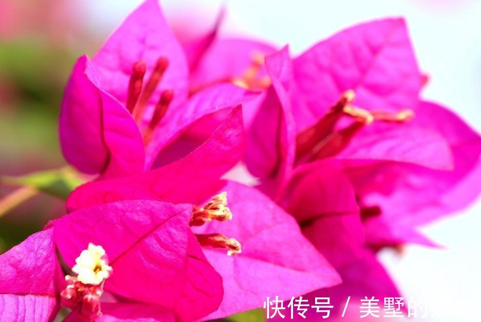 三角梅|三角梅小苗买回家，这样缓苗操作，不出半年就爆花