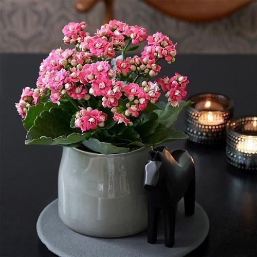 这几种花便宜好养开花多，每次开花满屋飘香，比吊兰绿萝强多了