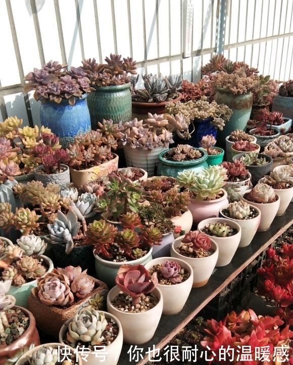 春天买多肉,三思而后行,买多了家里放不下,肉不在多而在精