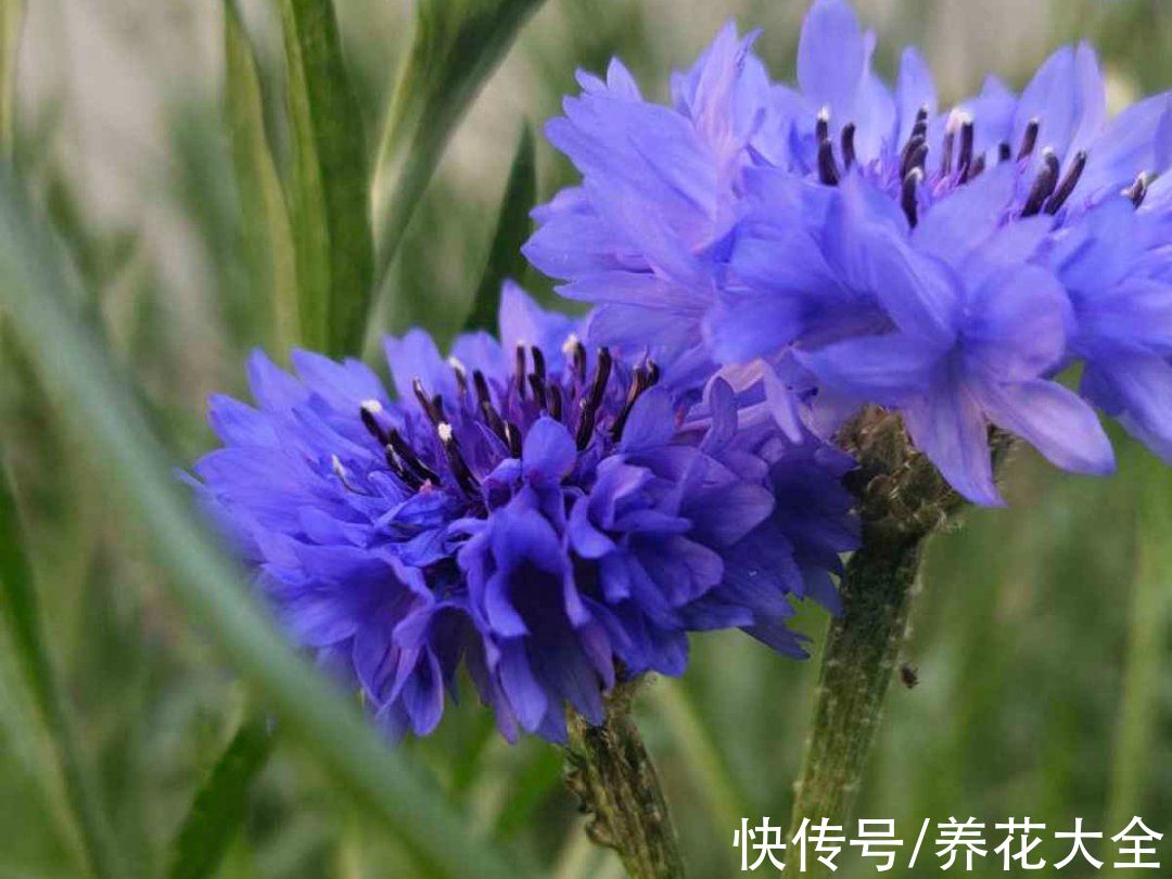 50种花春天播种,长满小院子,能开一整年