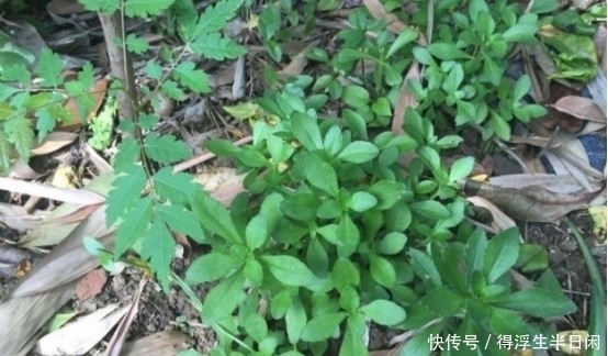 农村|农村的这种野菜,含钙量堪比钙片,假如遇到千万不要错过!