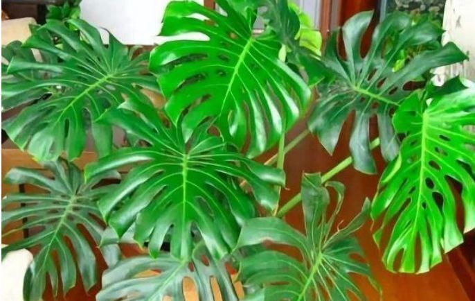 叶片|家养5种旺运花，富贵好运财源滚滚来，懂花的人都在养