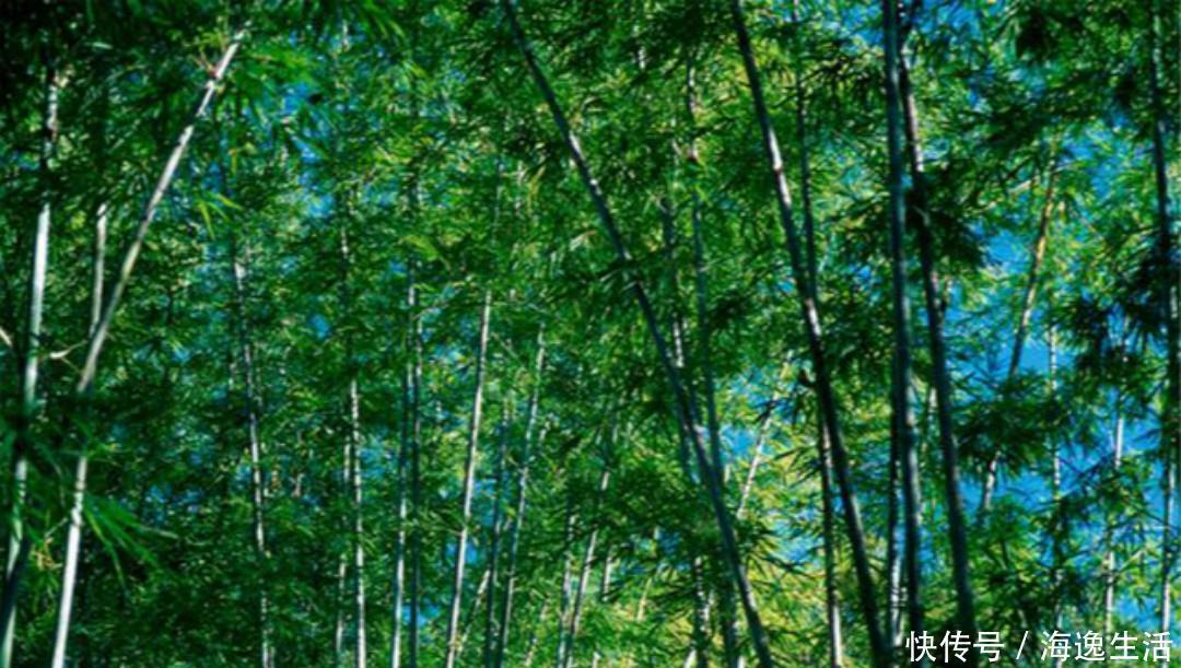 人生|王维最有意境的一首诗，只有短短的20个字，但是胜过了千言万语