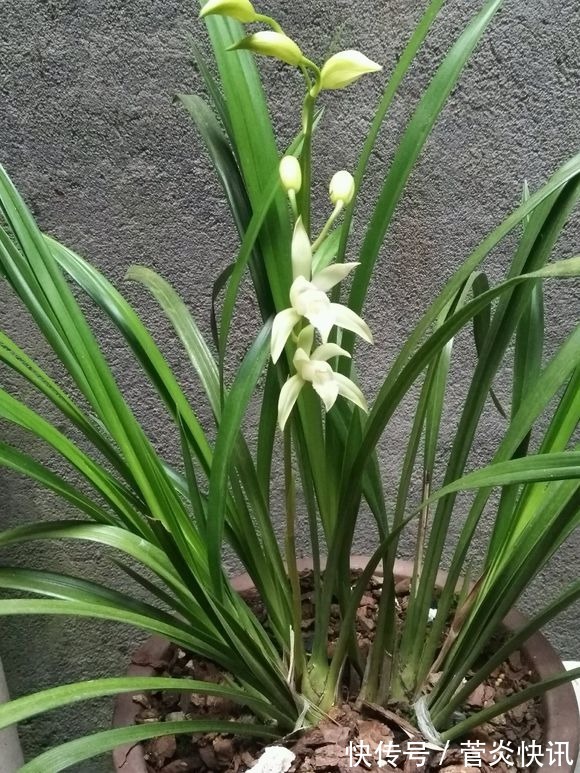 秋天给兰花换盆,盆底垫层“废料”,蹭蹭长出大白根!