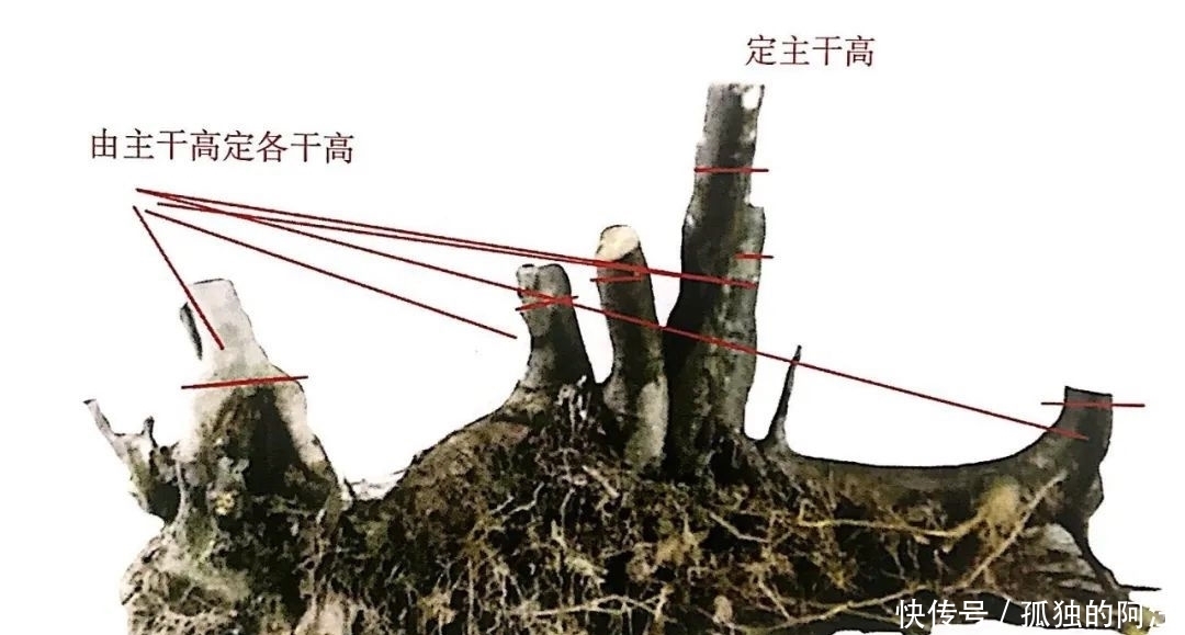 树桩造型是保留双干、三干还是多干,还得树桩自己说了算!