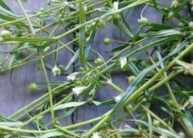 白花蛇舌|这种草是名贵的药材,经常泡水饮,采摘的时候小心,因为过于名贵