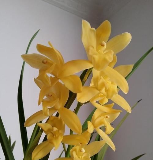 品种|兰花中的经典品种“小神童”,花色鲜艳,香气扑鼻,新手也适合养