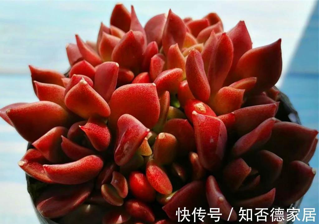 多肉中永远的神之一因地卡,生长快爱爆头,想要养死有难度