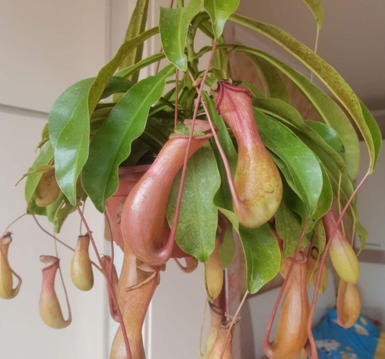 1种花长得像金鱼,耐寒好养活,种得越多越壮观