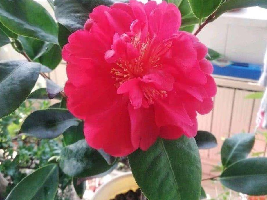 能够忍受零下30度低温的四季茶花，全年露养，打理简单，开花美