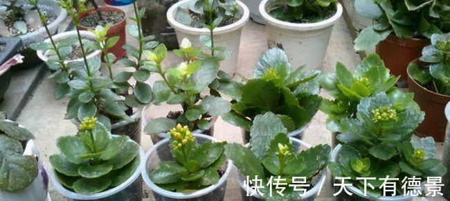 绿萝|一场秋雨一场寒,秋雨后适合扦插6种花,爱生根,爱生长