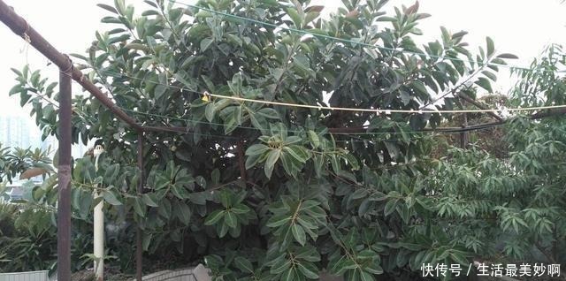 丢了一棵橡皮树，3年长疯了，横竖8米宽，霸占了道路惹人怨！