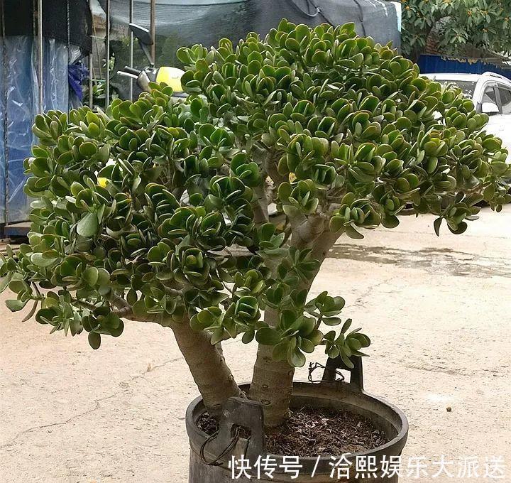 玉树|在家养玉树，记得每月砍一刀，半年长成老桩！