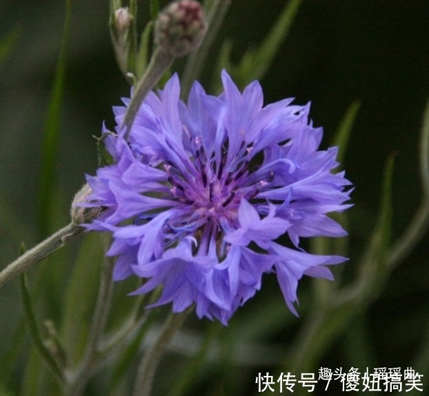 此花色彩清丽花形美丽,细致可爱清新优雅,代表着幸福的到来