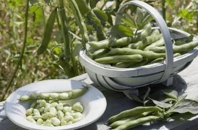 食用|6种“伤身”的蔬菜,请停止食用,有些人却当宝,忍住就是硬道理