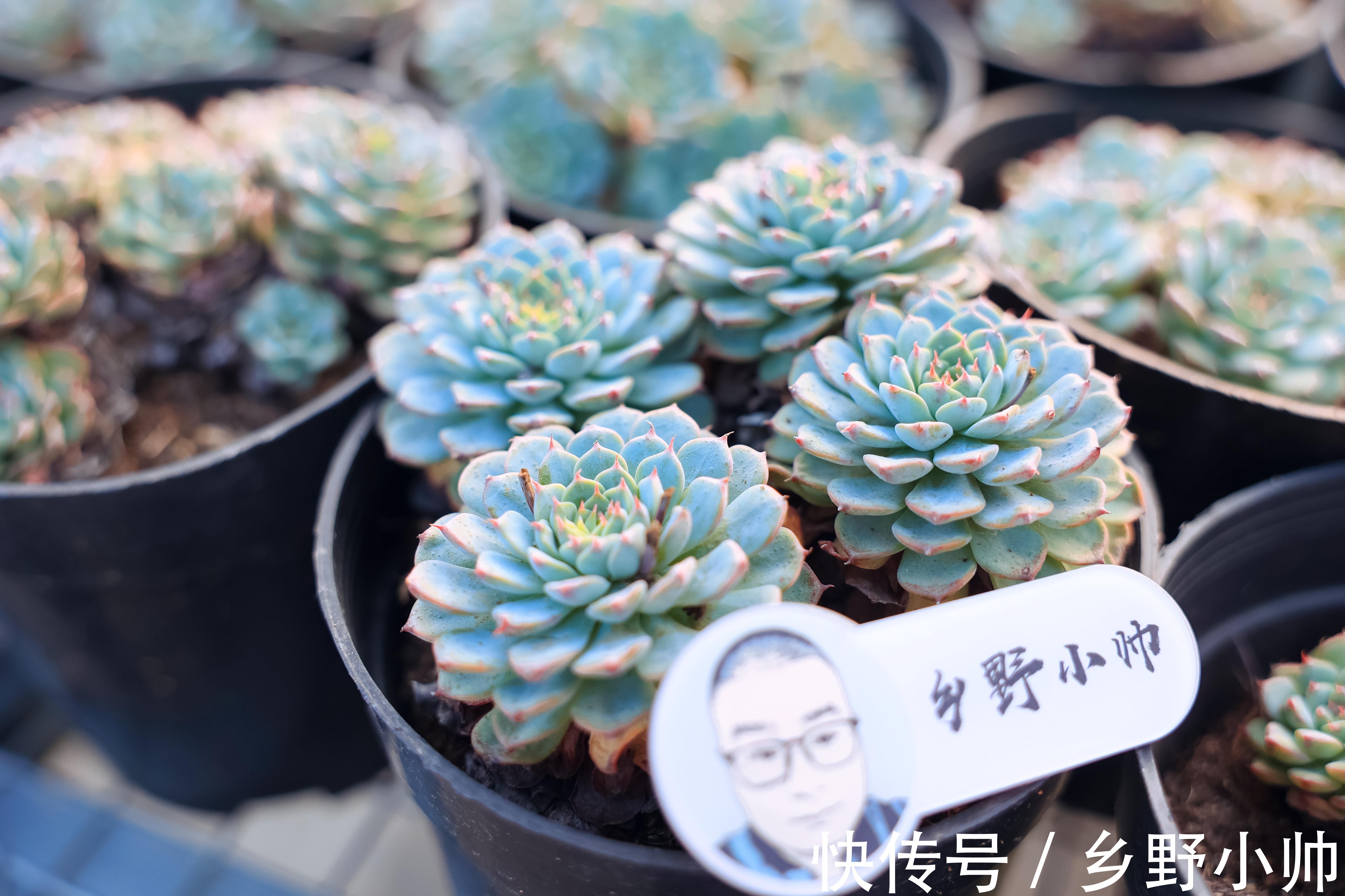 立秋时节|立秋时节,喝完第一杯奶茶,开始新的养肉之旅让多肉快速上色