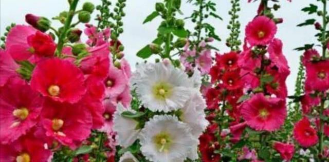 花期|4种普通的花草,适合庭院种植,播种一次,年年都能开花