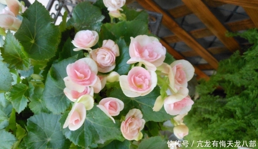 秋海棠属|此花是国际十大盆花之一，曾在美国非常是欢迎，象征着慈祥的老人