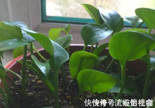 旧土|养花旧土别扔，“3样”东西加一点，土质肥沃，养花特旺，开花多