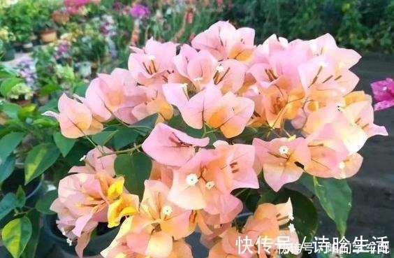 小齐|三角梅不控水依然开花爆盆,教你一个“小技巧”,开花一茬接一茬!
