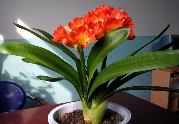 打理好君子兰关键在它们,盆栽做到位,叶片油绿有光泽、易爆盆