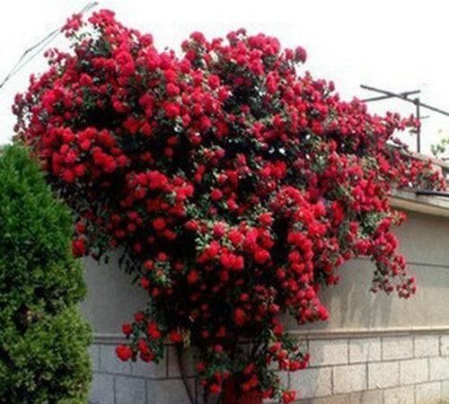 此花人称“旺家花”,花瓣泡水能养生,花香驱蚊虫,越养越健康