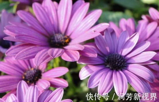 花朵|这些菊花种在家里贼好看，一盆千百多，开花开不停，花朵绚丽多彩