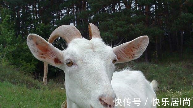 用羊油钓鲫鱼堪称一绝，如果能做到这三点，效果会杠杠的！