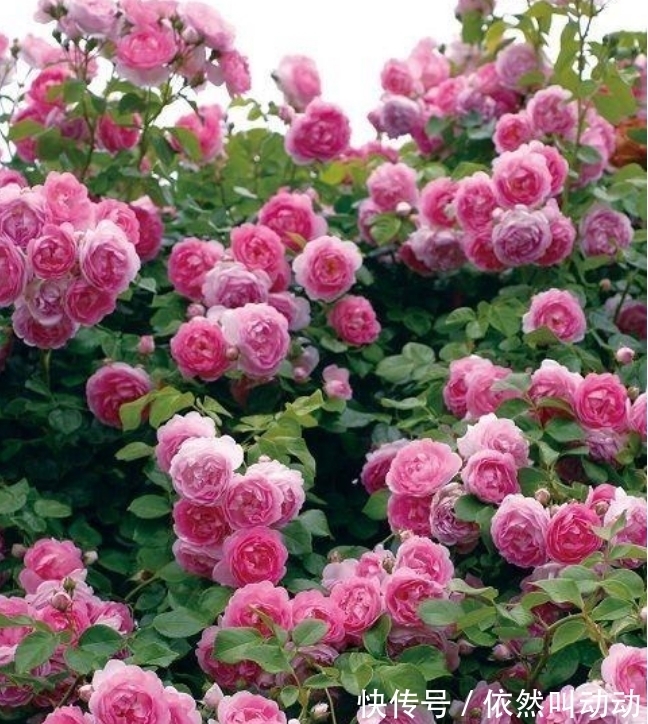 4种花养了就爆盆,好养易活开花漂亮,开花爆盆很容易