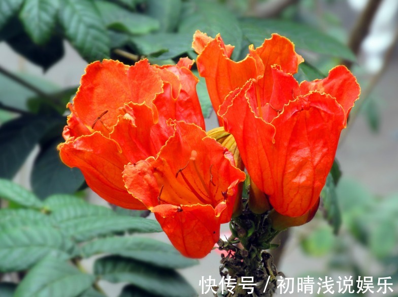 此花盛开十分漂亮且壮观,远看似树顶着火一般,是吉祥美丽的象征