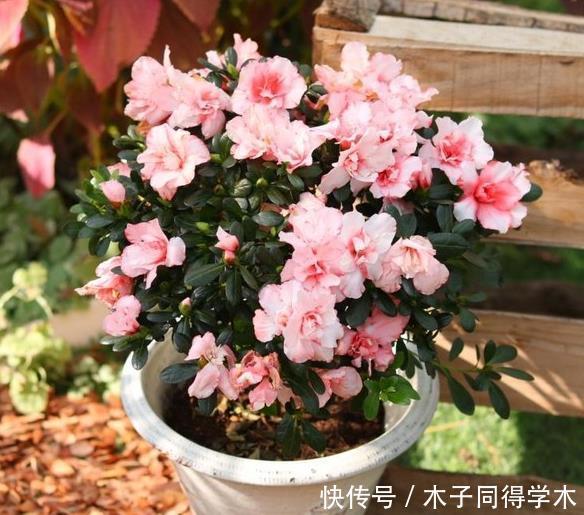 杜鹃花总是开完花就落叶枯萎吗?做好这4点,年年开爆盆