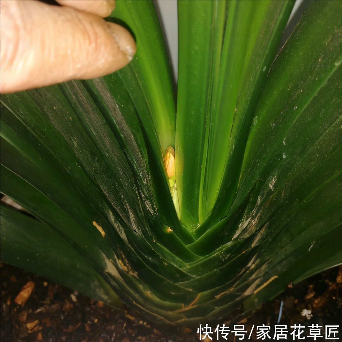 金钱树|夏天到了，8种花要及时控水，越热越不能浇水，一浇就出问题